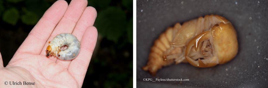 links: Hirschkärferlarve in einer geöffnet Hand; rechts: Hirschkäferlarve Nahaufnahme