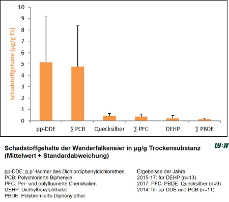 Mengenmäßig dominieren in den Wanderfalkeneiern der Insektizid-Metabolit Dichlordiphenyldichlorethen mit 5,1 µg/g sowie hochgiftige Polychlorierte Biphenyle mit einer Kongenersumme von 4,8 µg/g (Bezugsjahr 2014). Nachweisbar sind weiterhin Quecksilber mit 0,4 µg/g, die Summe Per- und polyfluorierter Verbindungen mit 0,4 µg/g und die Summe Polybromierter Diphenylether mit 0,1 µg/g (Bezugsjahr 2017) sowie in der Hälfte der untersuchten Eier Diethylhexylphthalat mit 0,2 µg/g (Bezugsjahre 2015-2017). Werte sind als Mittelwerte in µg/g Trockensubstanz angegeben.