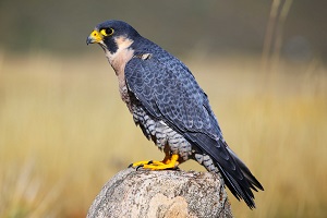 Wanderfalke auf einem Stein sitzend