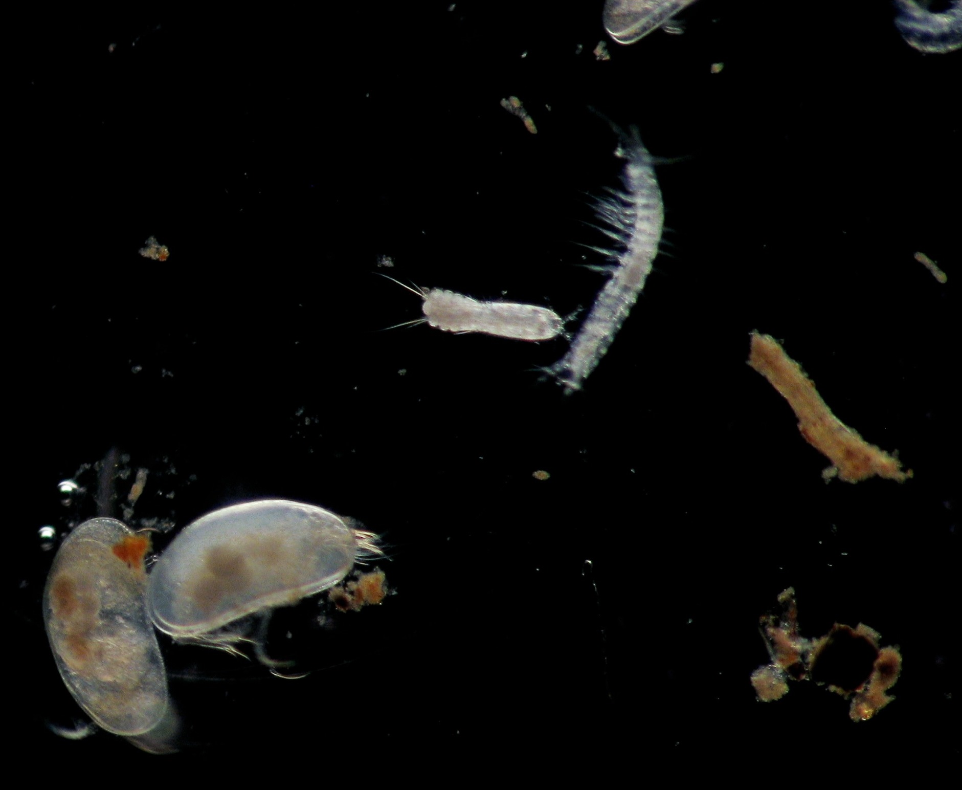 Verschiedene Grundwassertiere von links nach rechts: Muschelkrebse Mixtacandona laisi, Raupenhüpferling Bryocamptus sp., Brunnenkrebs Bathynella freiburgensis