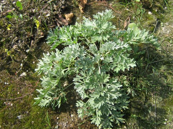 Wermut Atremisia absinthium