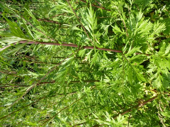 Gemeiner Beifuß (Artemisia vulgaris)