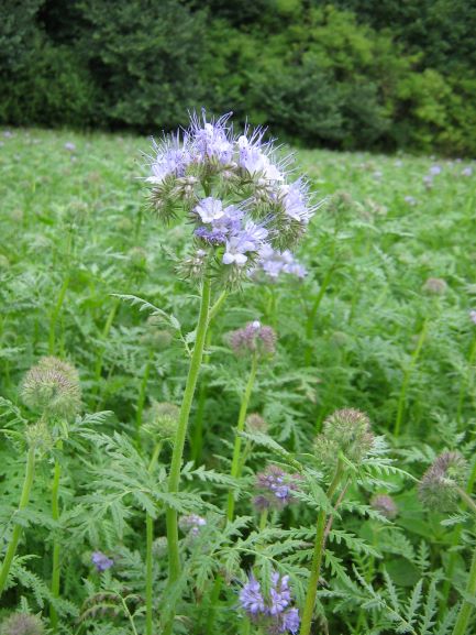 Phacelia Blatt