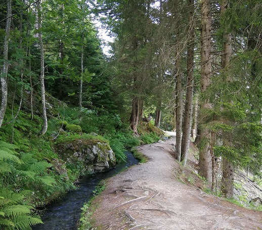 Waldweg mit Flussbett.