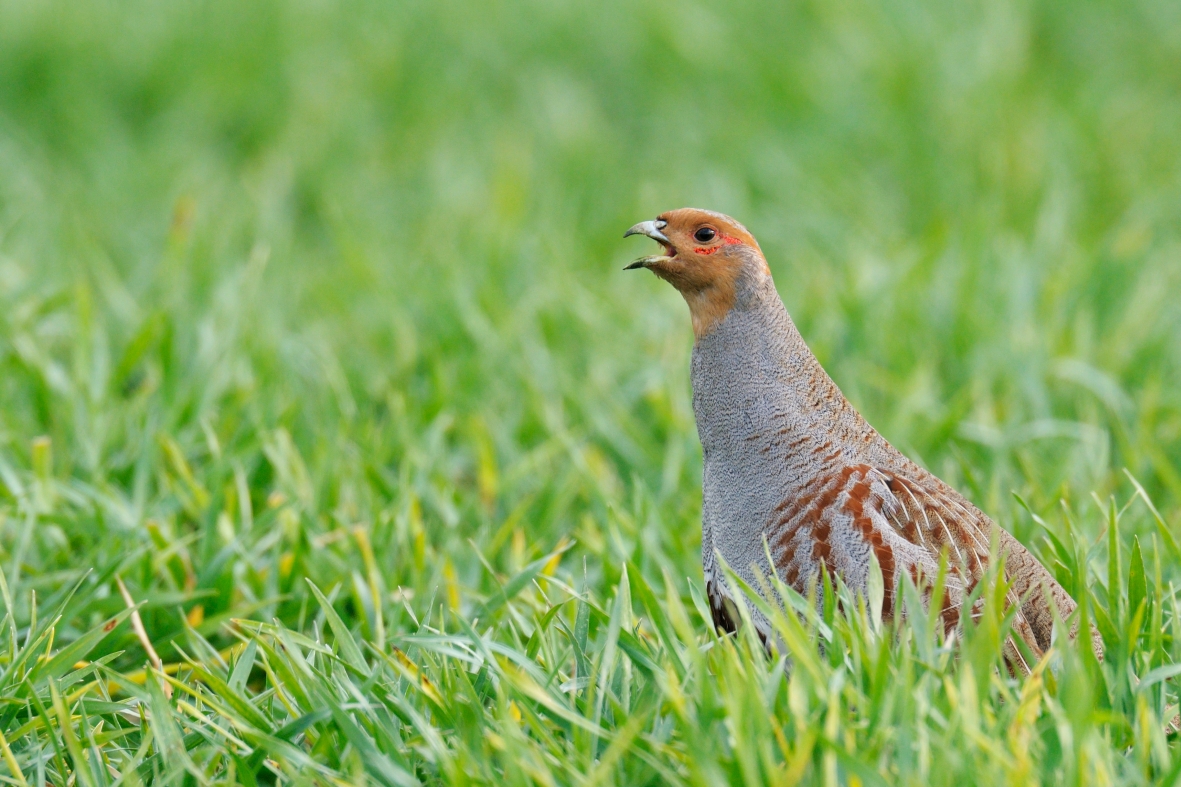 Rebhuhn im Gras