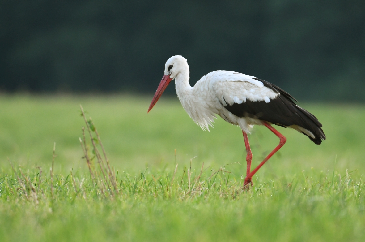 Weißstorch im Gras