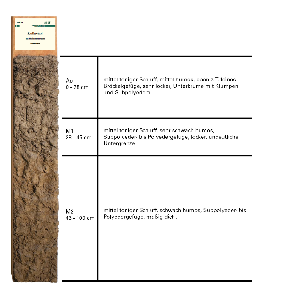 Profilschnitt eines Kolluvisol, Beschreibung des Schnitts im umliegenden Text