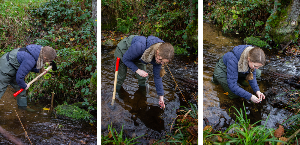 Frau Dr. Brettschneider befestigt einen Karabiner im Fluss. Daran wird der Temperaturlogger an einer Kette befestigt. Die Stahlröhre und die Kette werden im Anschluss mit Steinen beschwert. Damit sind sie weniger sichtbar und können nicht weggeschwemmt werden