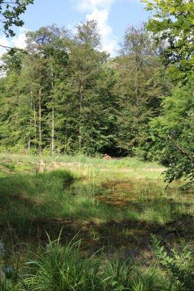 Zeigt eines der Gewässer im Hoschelwald, dass 2022 im Rahmen der Projektförderung ausgebaggert wurde. Quelle: LUBW / Petra Groß