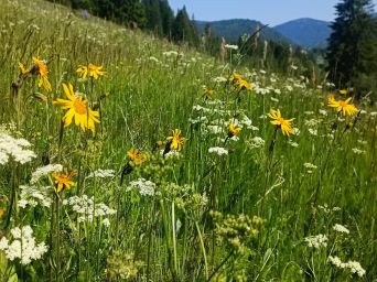 Die gelb blühende Arnika ist eine stark gefährdete Pflanze extensiver und deshalb besonders artenreicher Weiden. Quelle: Jochen Dümas/LUBW