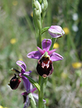 Viele unserer heimischen Orchideen sind wahre Schönheiten. Solche bunten Schmuckstücke, wie die Blüte der Hummel-Ragwurz, finden sich auch in den diesjährig kartierten Kreisen. Quelle: Carsten Wagner.