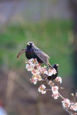 Mit 300.000 bis 400.000 Revieren zählt der Star (Sturnus vulgaris) in Baden-Württemberg zu den sehr häufigen Brutvögeln, der Bestand ist ungefährdet. Quelle: Simone Zehnder/LUBW.