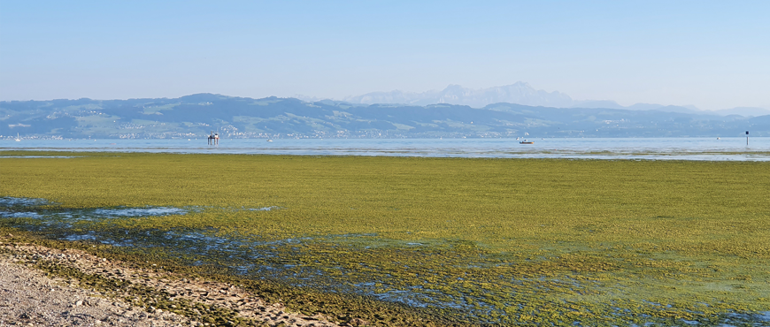 Grüne Algenblüte im Bodensee