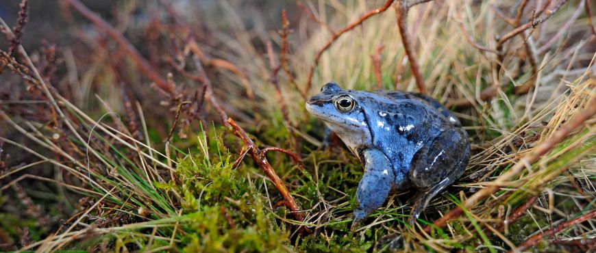 Moorfrosch 