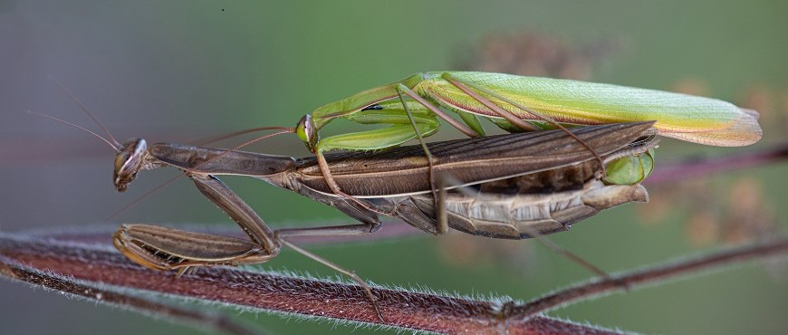  Gottesanbeterin, mantis religiosa, Weibchen mit Männchen