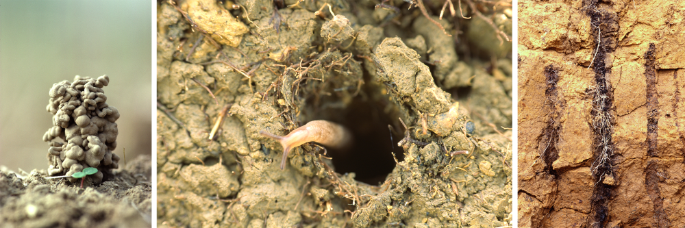 Bilder zeigen von links nach rechts: Regenwurmlosung. Eine Schnecke in einer Regenwurmröhre. Regenwurmröhren im Querschnitt. 