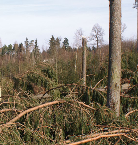 Beschädigter Wald durch Sturmschäden oder Trockenheit