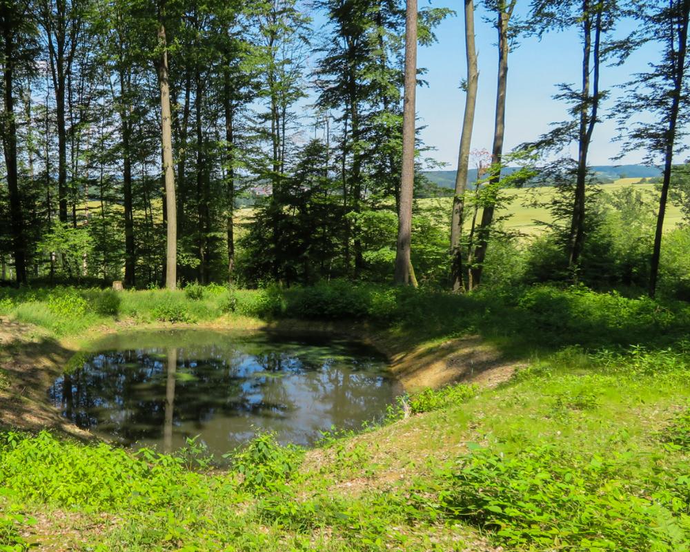 Tümpel am Waldrand