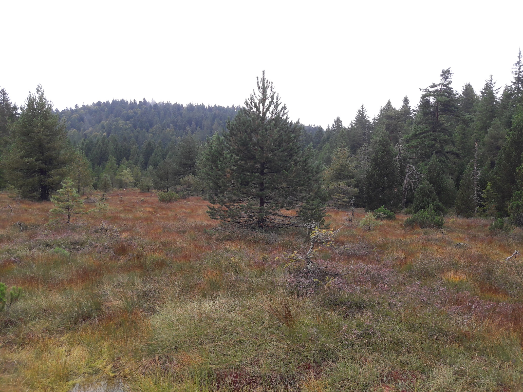  Dieses Bild zeigt ein Moor, umgeben von der Waldfläche.