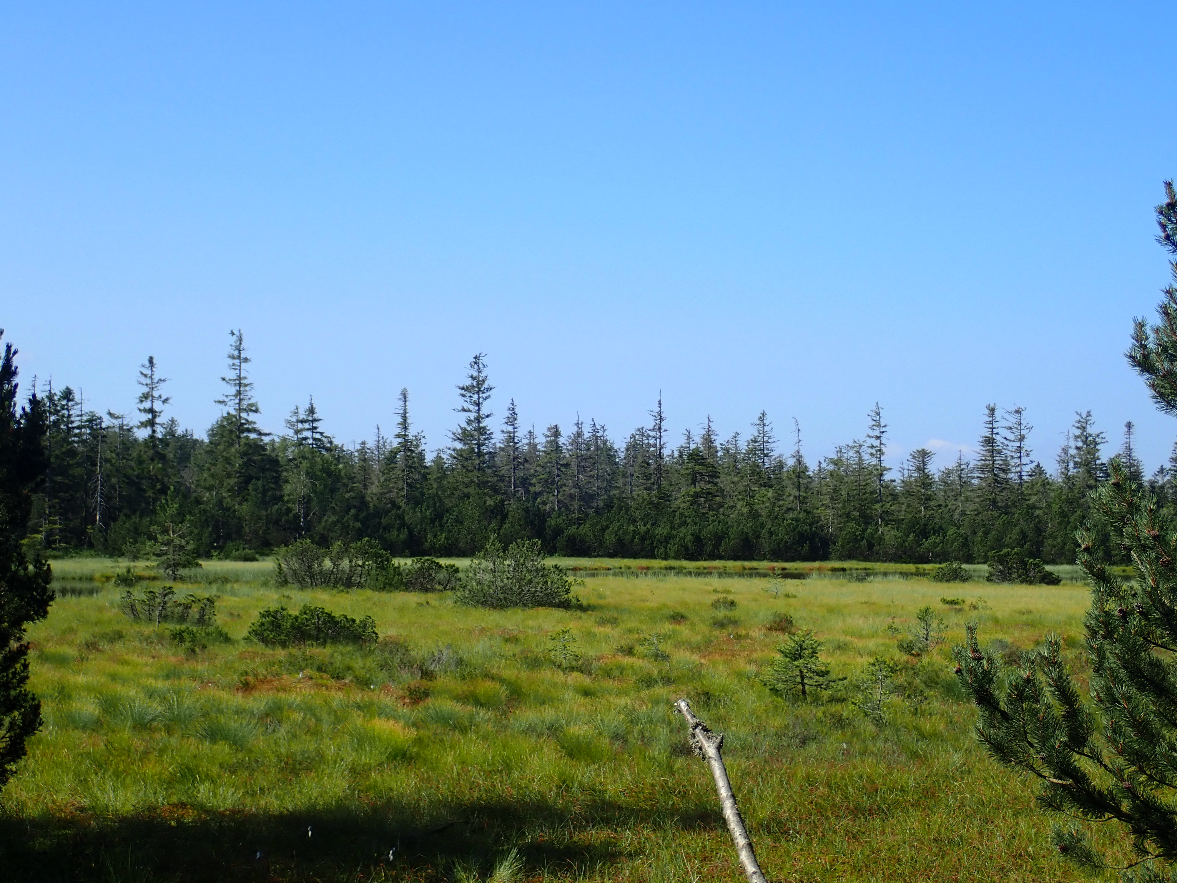  Dieses Bild zeigt ein Moor mit Bäumen im Hintergrund.