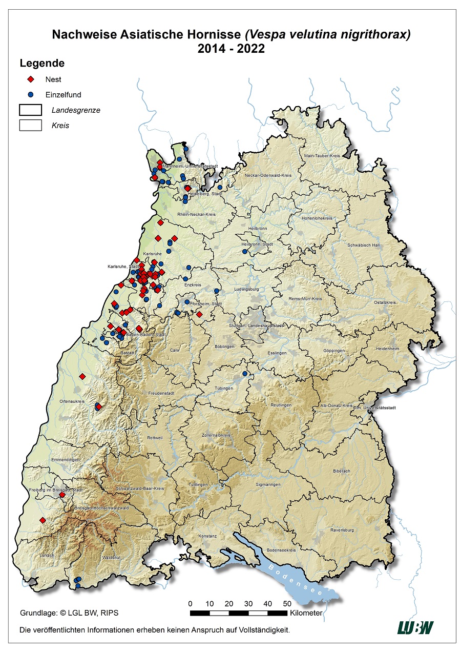 Die Karte stellt alle Nachweise der Asiatischen Hornisse im Zeitraum von zweitausendvierzehn bis zweitausendzweiundzwanzig in Baden-Württemberg dar. Es wird unterschieden zwischen Nestern und Einzelfunden. Die meisten Funde liegen am nördlichen Oberrhein zwischen Baden-Baden und Mannheim. Der östlichste Nachweis befindet sich im Landkreis Tübingen, der südlichste Nachweis im Landkreis Waldshut.