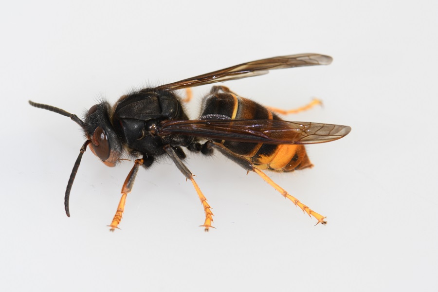 Das Foto zeigt die Arbeiterin der Asiatischen Hornisse (Vespa velutina) schräg von der Seite