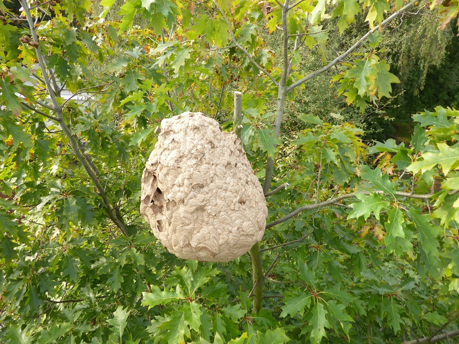 Ein Nest der Asiatischen Hornisse hängt zwischen den Ästen in einer Baumkrone. Das Nest ist freigeschnitten, damit man es sehen kann.