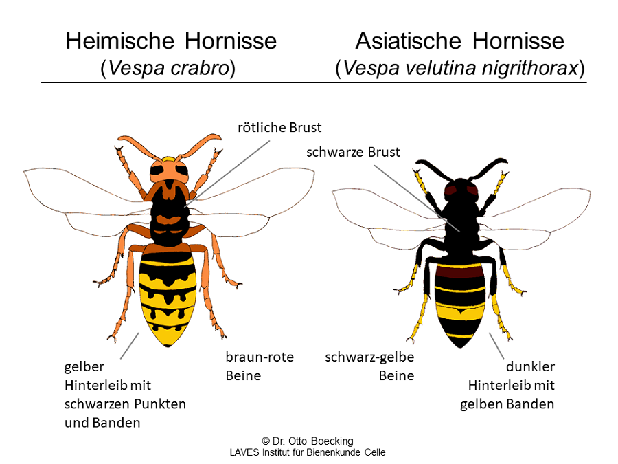  Die Grafik stellt die Heimische Hornisse und die Asiatische Hornisse gegenüber. 