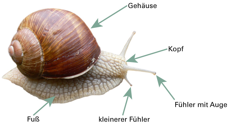 Beschreibung einer Weinbergschnecke, Pfeile zeigen auf entsprechende Körperteile