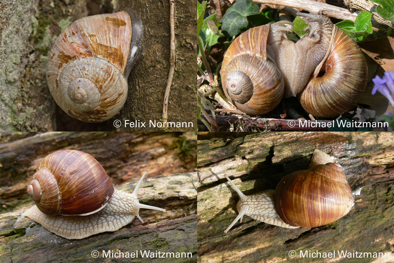 Vier Bilder von Weinbergschnecken: links oben: in Trockenstarre; rechts oben: Paarung; links unten und rechts unten: kreichende Schnecken