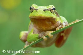 Laubfrosch (Hyla arborea)