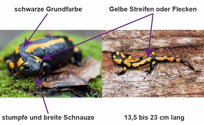 Beschreibung Feuersamander, links Frontalansicht, rechts Aufsicht auf ein ganzes Tier, Pfeile zeigen auf entsprechende Körperteile