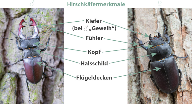Im Vergleich: links Hirschkäfermännchen, rechts Hirschkäferweibchen, mittig Beschreibung der Körperteileie