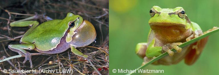 zweil Bilder von Laubfröschen: links seitliche Ganzkörperaufnahme, schwimmendes Tier im Wasser, dass seiner Schallblase aufgebläht hat,; rechts Frontalansicht, Laubfrosch sitzend auf einem schmalenBlatt