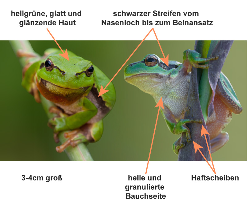 Beschreibung zweier Laubfrösche; links in der Aufsicht, rechts Bauchseite sichtbar, Pfeile zeigen auf entsprechende Körperteile