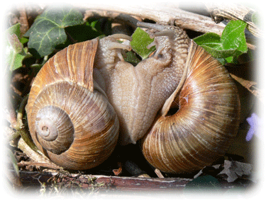 Weinbergschnecke bei der Paarung Weinbergschnecke bei der Paarung