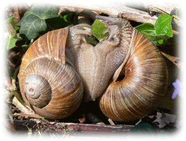 Weinbergschnecke bei der Paarung