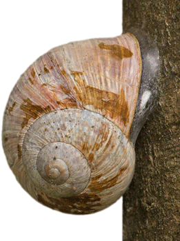 Weinbergschnecke in Trockenstarre an einem Stamm anheftend