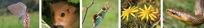 Bildleiste von links nach rechts: Heller Wiesenknopf- Ameisen-Bläuling, Haselmaus, Bienenfresser, Arnika, Äskulapnatter