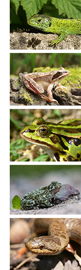 Zauneidechse, Springfrosch, Kleiner Wasserfrosch, Wechselkröte, Schlingnatter