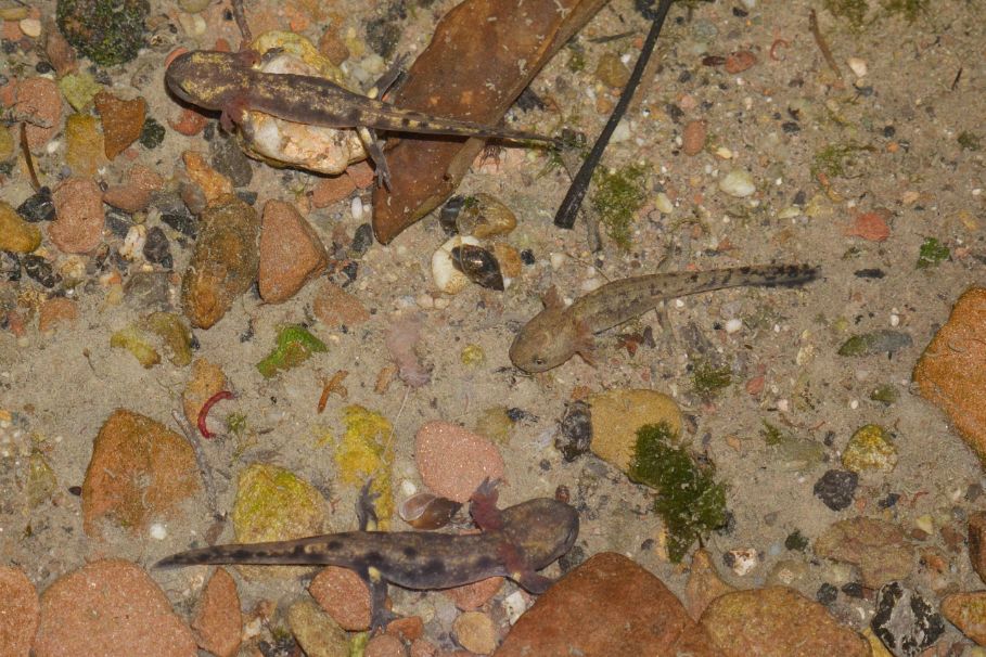 Blick auf drei Feuersalamander-Larven, die sich im flachen Wasser auf kiesigem Untergrund befinden