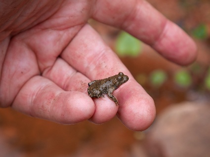 Helfende Hande Gesucht Fur Frosch Und Krote Blog