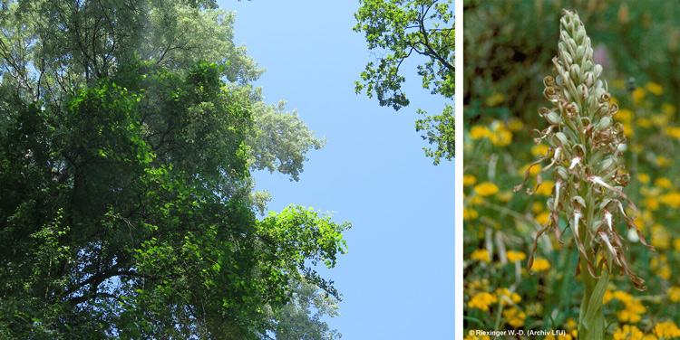 Links: Wilde Weinrebe; Rechts: Bocks-Riemenzunge