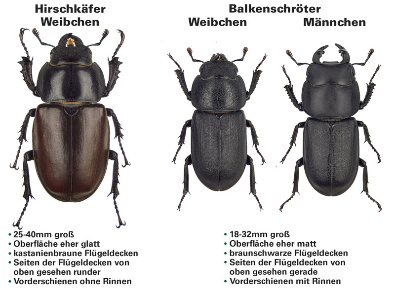 Zeichung: Vergleich eines Hirschkäferweibchens (links) zu Balkenschröterweibchen (mittig) und Balkenschrötermännchen (rechts)