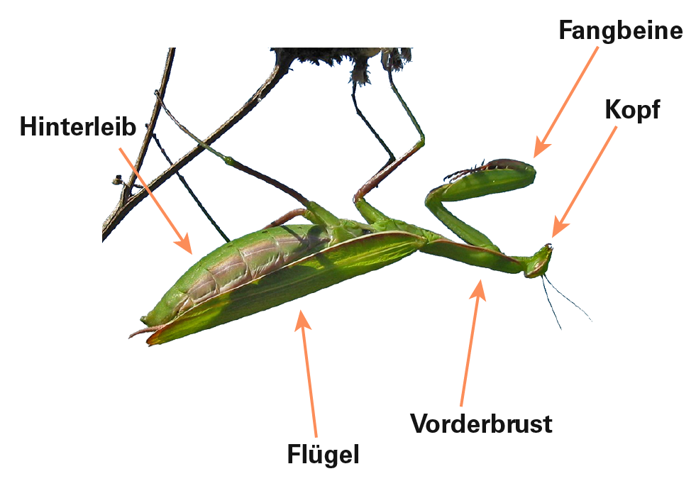  Beschreibung einer Gottesanbeterin; Pfeile zeigen auf die entsprechenden Körperteile