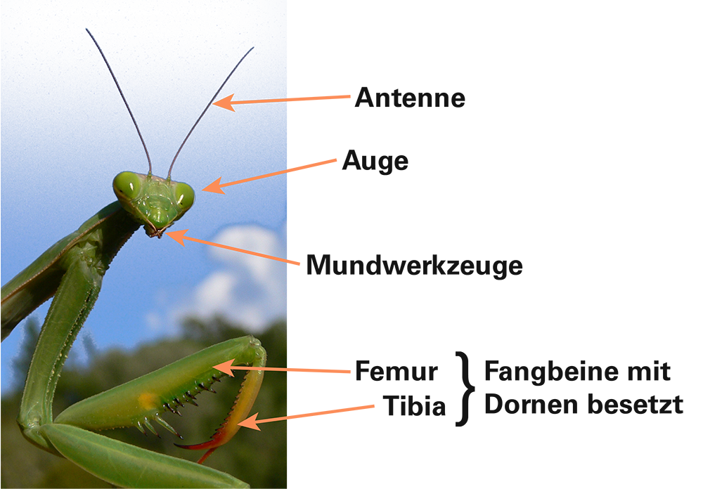  Beschreibung des vorderen Körperabschnitts einer Gottesanbeterin; Pfeile zeigen auf die entsprechende Körperteile