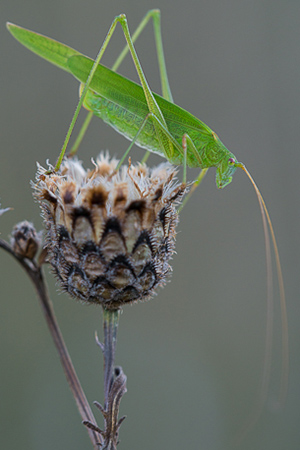 Foto einer Gemeinen Sichelschrecke (Phaneroptera falcata)