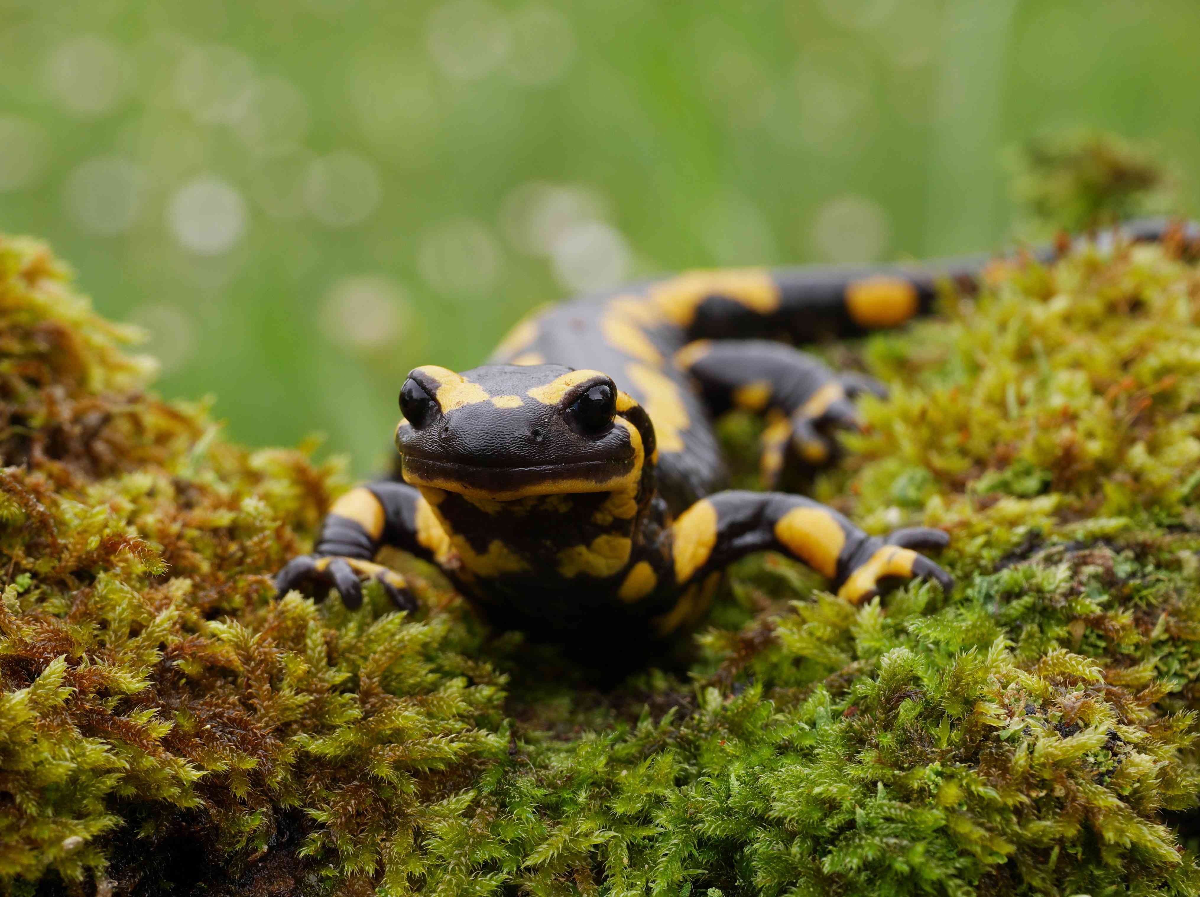 Feuersalamander