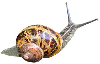 Gefleckten Weinbergschnecke (Cornu aspersum)