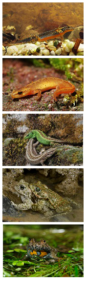 von oben nach unten: Fotos von Bergmolch, Teichmolch, Zauneidechse, Kreuzkröte, Gelbbauchunke,
